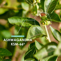 ALPHA01 Organic Ashwagandha KSM-66® 1650mg - 5% Withanolides with Black Pepper – 60 Vegan Capsules – Resealable and Recyclable Pouch by Alpha01