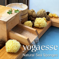 Yogaesse YOGAESSE Exfoliating Natural Sea Sponge, Wool 11–13cm, Unbleached – Premium Bath Sponge for Foamy Soap Lather & Gentle Shower Massage, Soft as a Cloud, Strong & Durable, Harvested in Greece