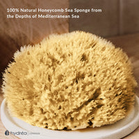 Hydréa London Hydrea London Natural Sea Sponge 5.5 - 6"- Premium Mediterranean Honeycomb Unbleached Natural Sponge for Bath and Shower for Adults, Women, Men Children and Baby