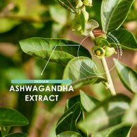 ALPHA01 Ashwagandha Extract 5000mg - 5% Withanolides (12.5mg) - 120 Vegan Capsules - Made with BioPerine® Black Pepper for Higher Bioavailability (4 Month Supply) by Alpha01