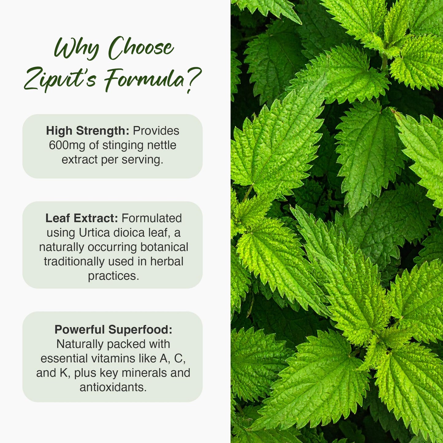 Zipvit Stinging Nettle 600mg, 200mg Per Tablet, 90 High Strength Vegan Tablets, Potent Antioxidant