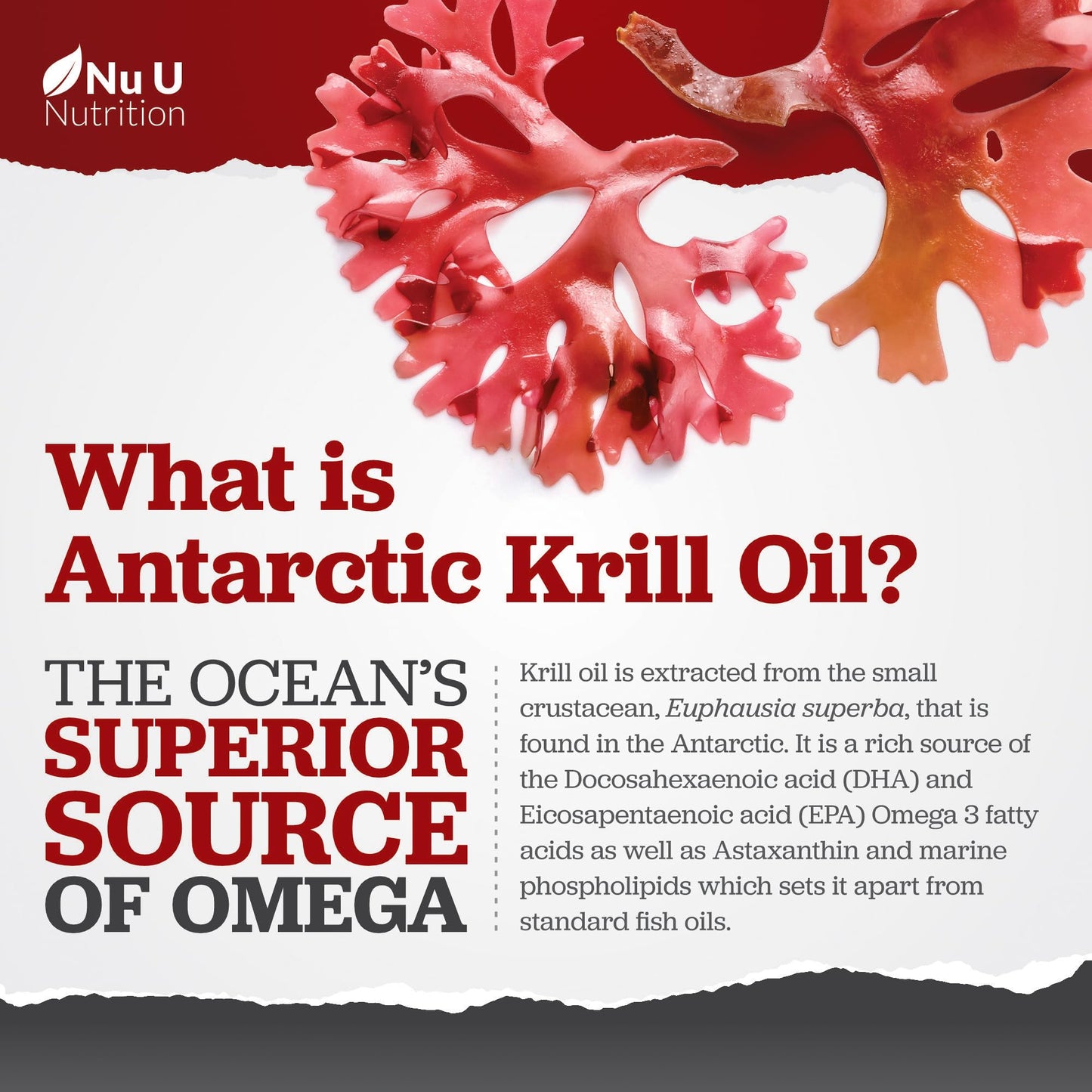 Antarctic Krill Oil Super Strength 2000mg - 150 Softgels Capsules - with Astaxanthin & Phospholipids - Omega 3 Fish Oil Alternative - Source of EPA & DHA - Made in the UK - Nu U Nutrition
