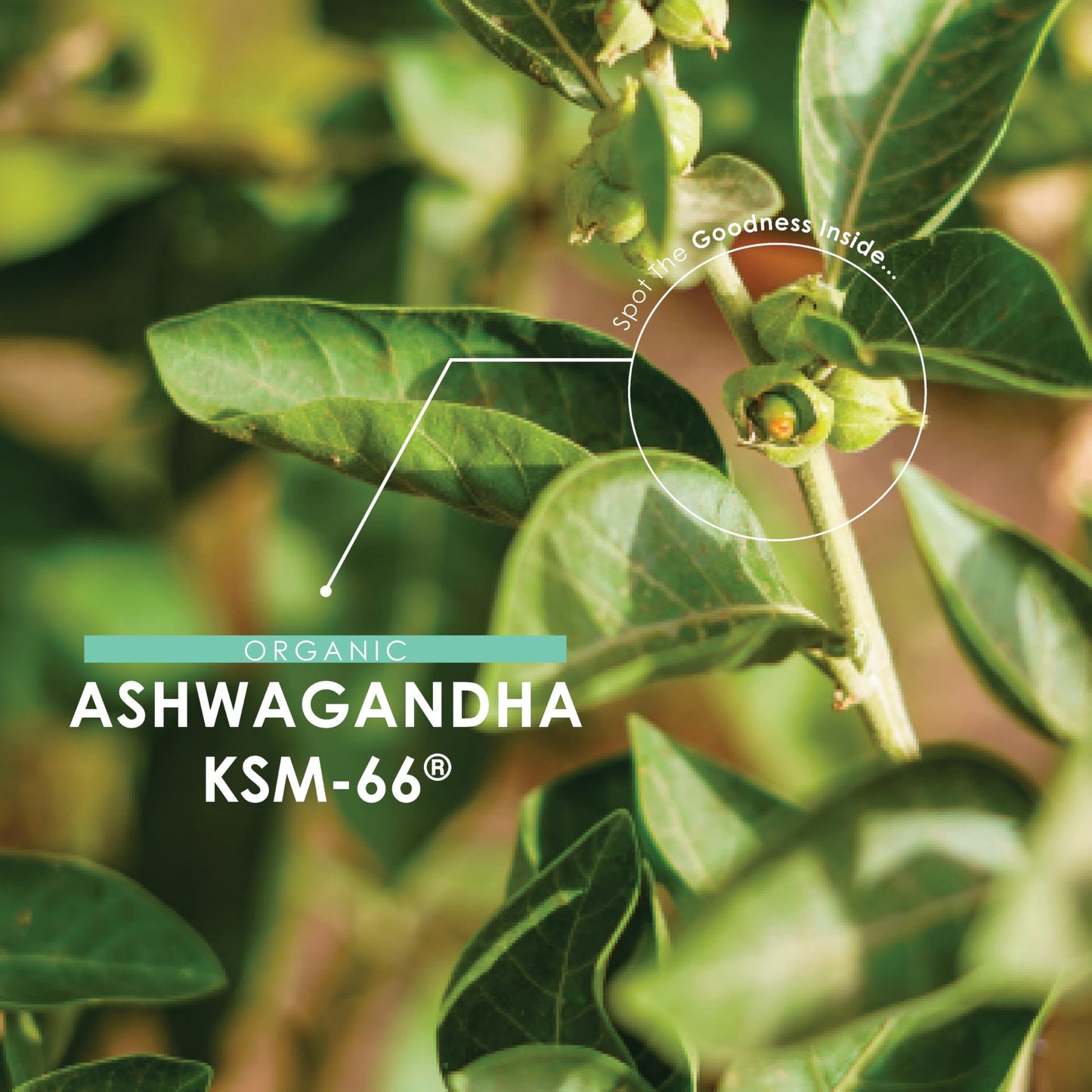 ALPHA01 Organic Ashwagandha KSM-66® 1650mg - 5% Withanolides with Black Pepper – 180 Vegan Capsules – Resealable and Recyclable Pouch by Alpha01
