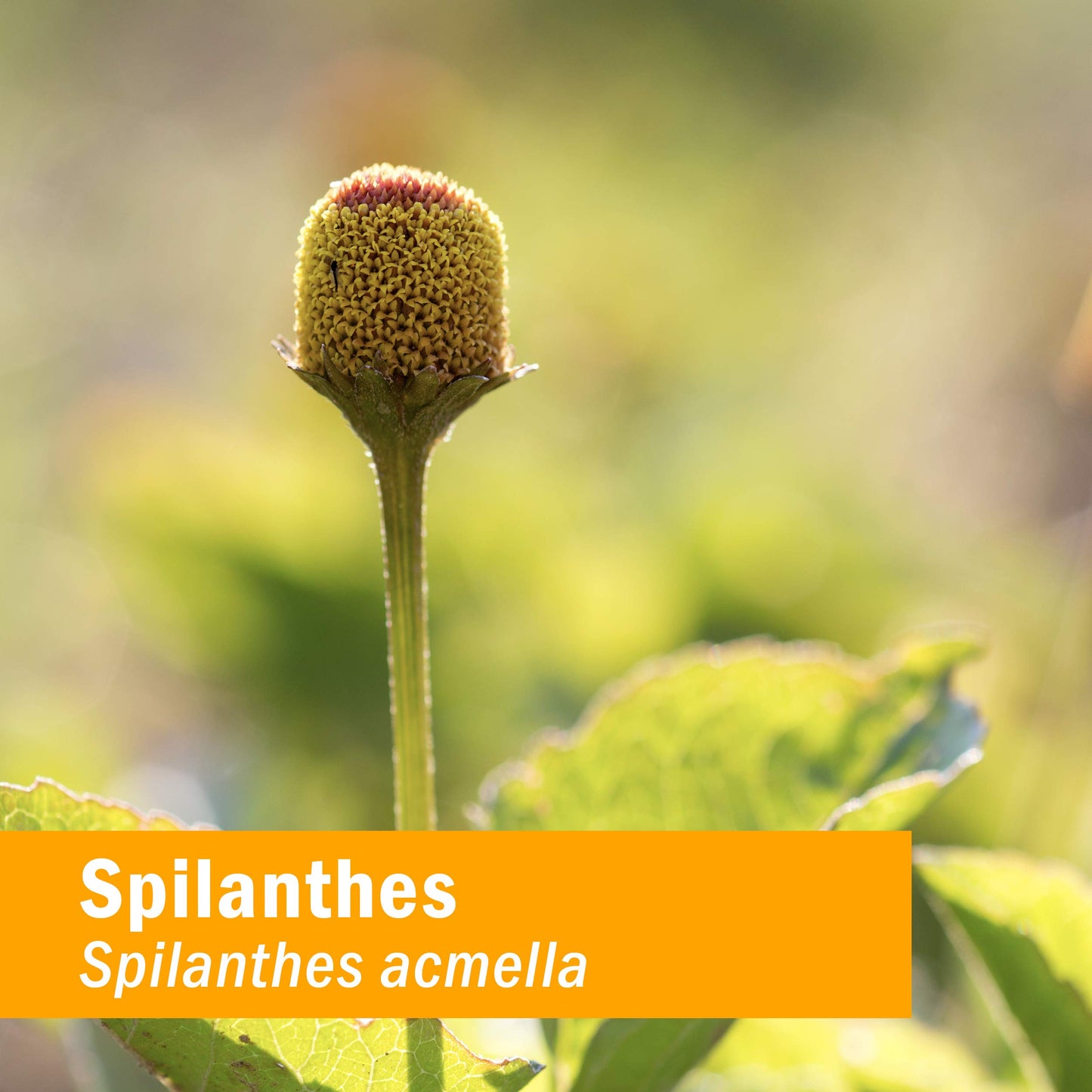 Herb Pharm Gum Guardian Herbal Mouthwash for Healthy Mouth and Gums - 4 Ounce