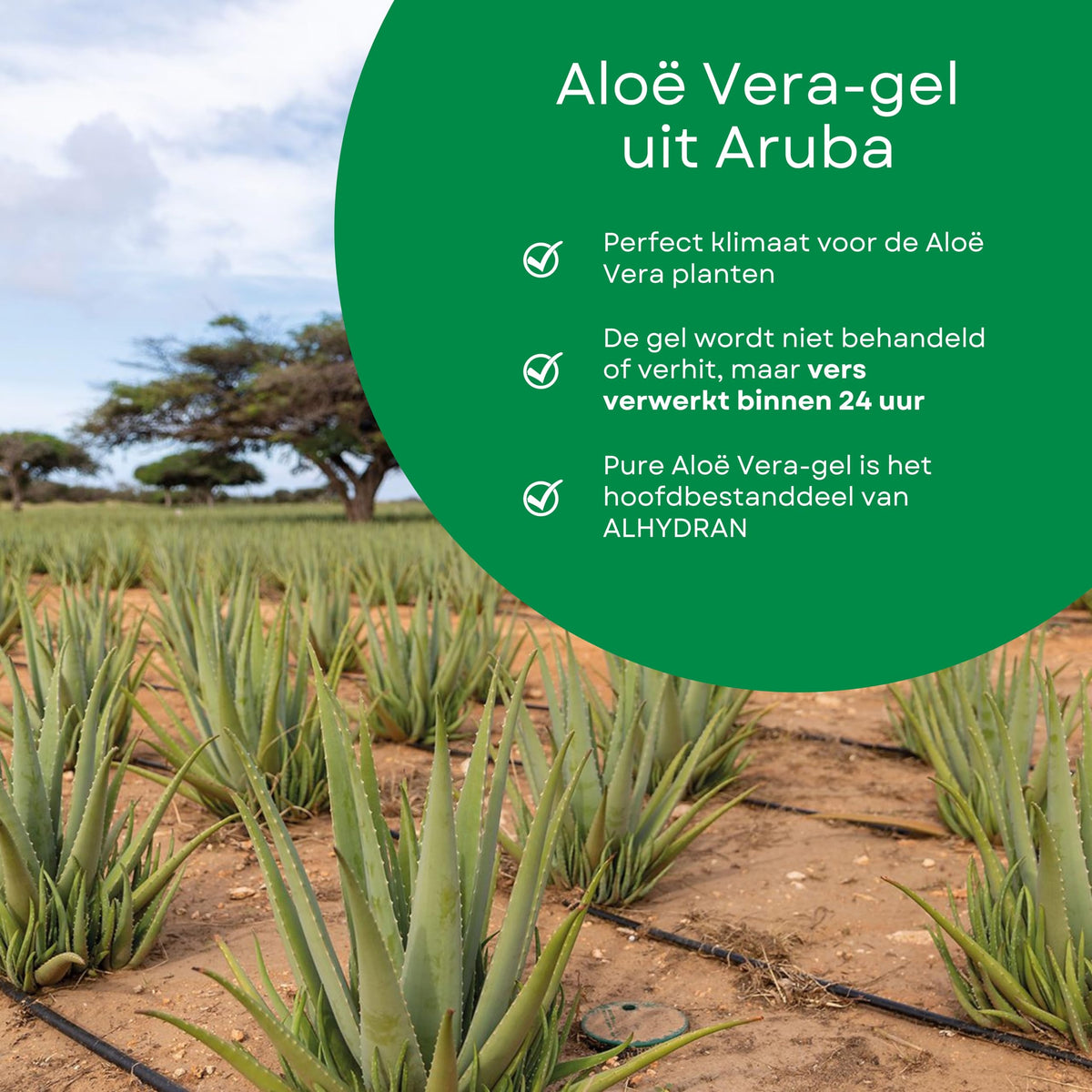 Alhydran ALHYDRAN Barrier Repair Care with Pure Aloe Vera Gel | Post-Treatment Skin Recovery & Strengthening | Hypoallergenic & Clinically Proven | 59ml