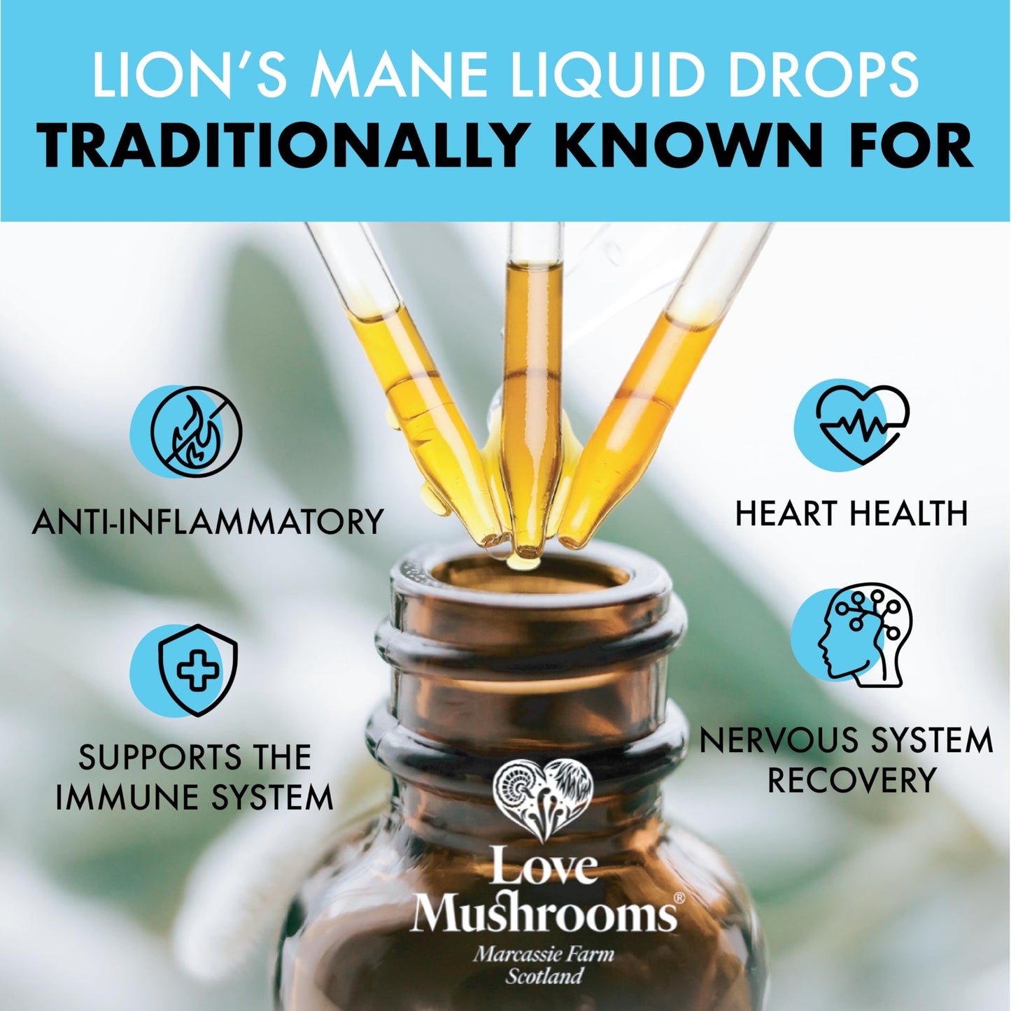 Love Mushrooms - Organic Lions Mane Supplement - 4000mg per 1 ml - Liquid Drops for Focus and Memory Support - Vegan and Made in The UK - Mushroom Drops with Sweet Taste - 30ml