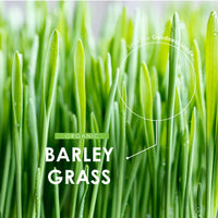 ALPHA01 Organic Barley Grass 1500mg – 90 Vegan Capsules – Rich in Amino Acids – High Strength Hordeum Vulgare Supplement – Resealable and Recyclable Pouch – by Alpha01