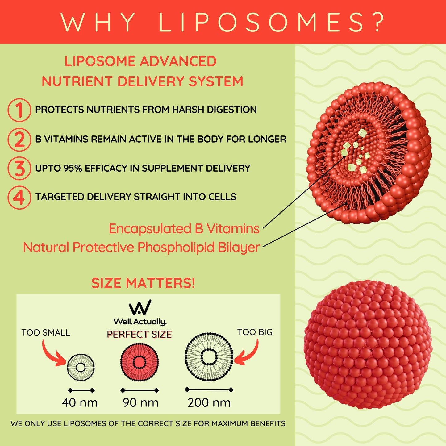 WELL ACTUALLY Liposomal Vitamin B Complex High Strength and Bioavailability - 8 Essential B Vitamins Complex for Energy, Brain, Metabolism Support - Tropical Flavour (50 Servings)