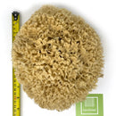 Ezo.Home XXL Sea Sponge Very Large 18-20cm Unbleached Honeycomb Natural Seasponge for Bath Use, for Baby, or Art use (XXL Size Minimum 18cm+) Whole Uncut