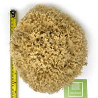 Ezo.Home XXL Sea Sponge Very Large 18-20cm Unbleached Honeycomb Natural Seasponge for Bath Use, for Baby, or Art use (XXL Size Minimum 18cm+) Whole Uncut