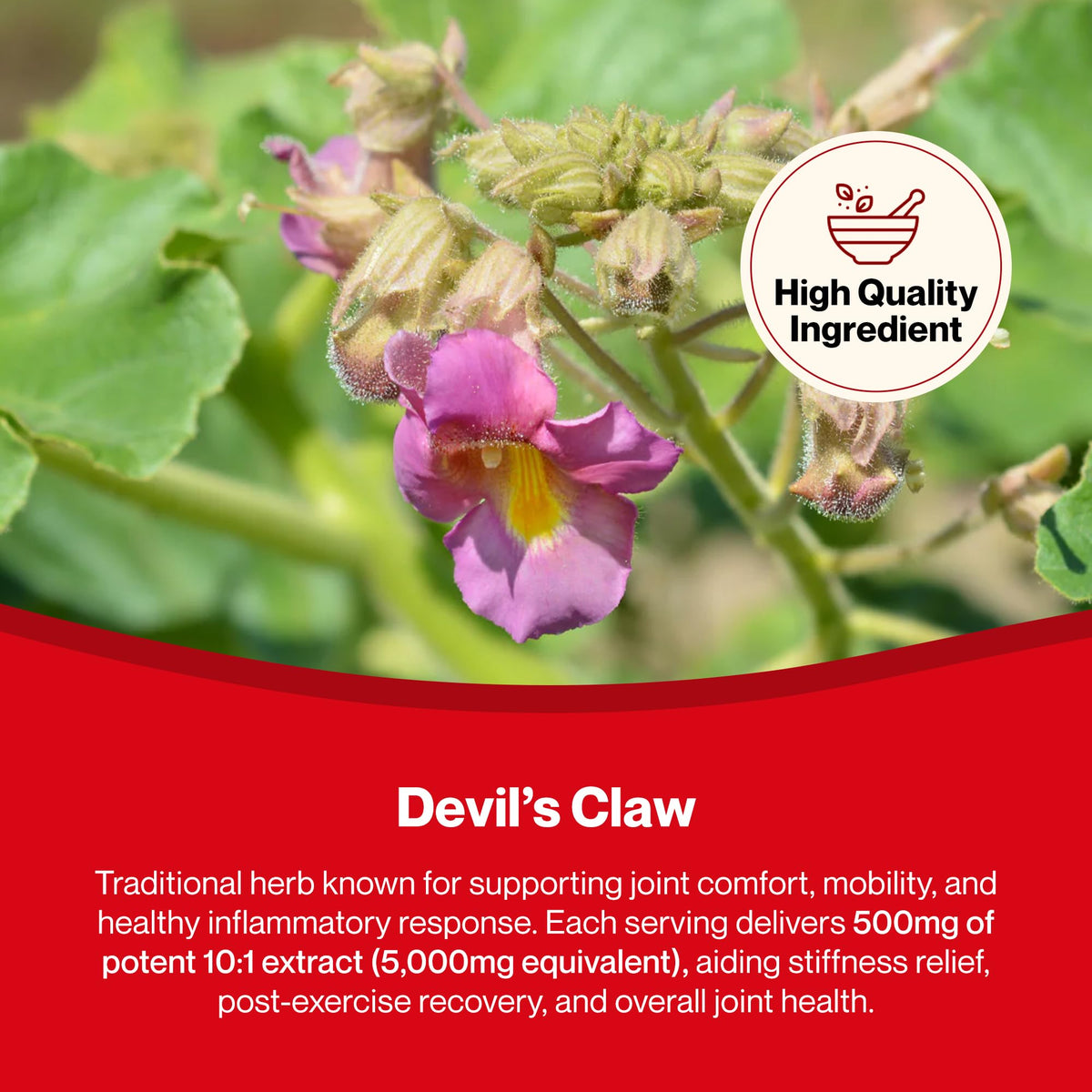 Hepatica Devil’s Claw 10:1 Extract – 5000mg Equivalent | 120 Vegan Capsules | High-Strength Joint & Anti-Inflammatory Support | Natural Aches & Mobility Relief Supplement | GMP & 3rd Party Lab Tested