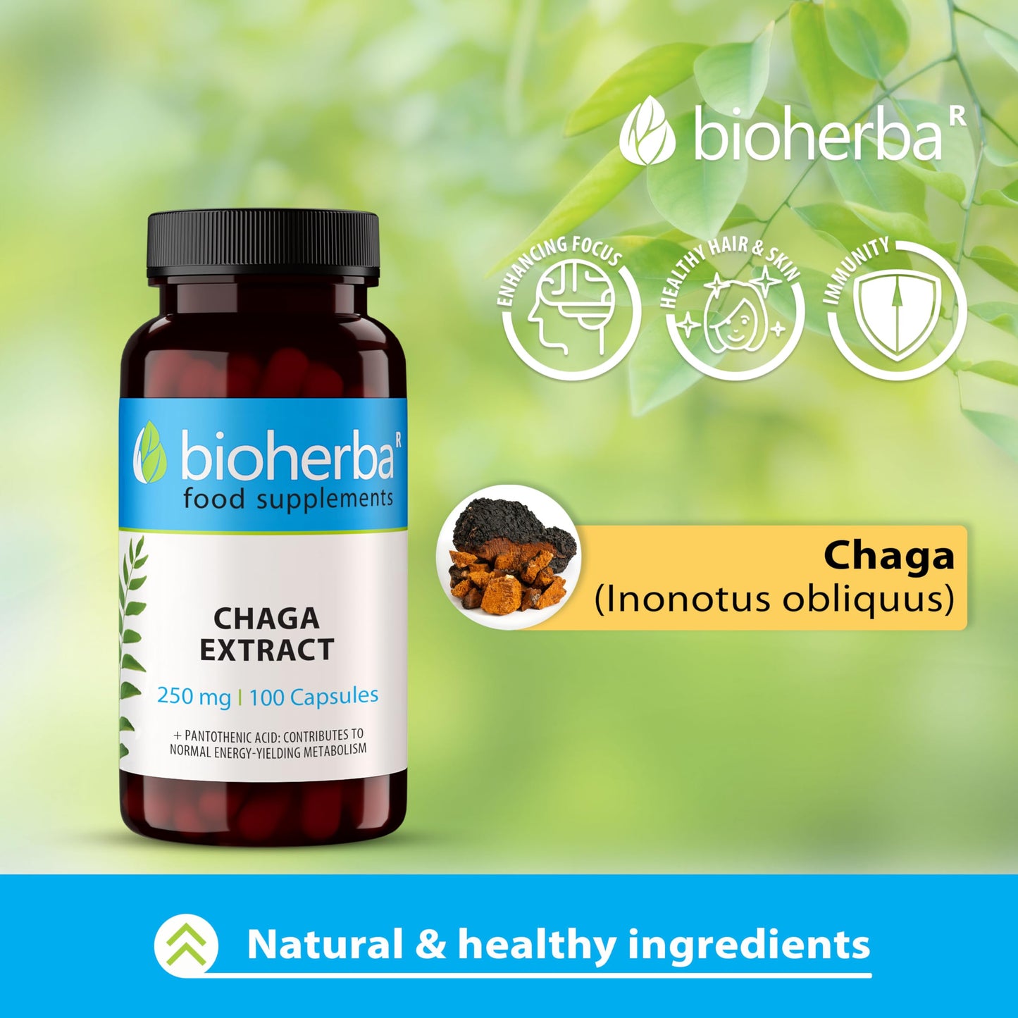 Chaga Mushroom Extract - 250 mg - 100 Capsules - Immune Support Brain Focus and Skin Health Supplement - Pure Chaga with Vitamin B5 for Daily Wellness by BIOHERBA