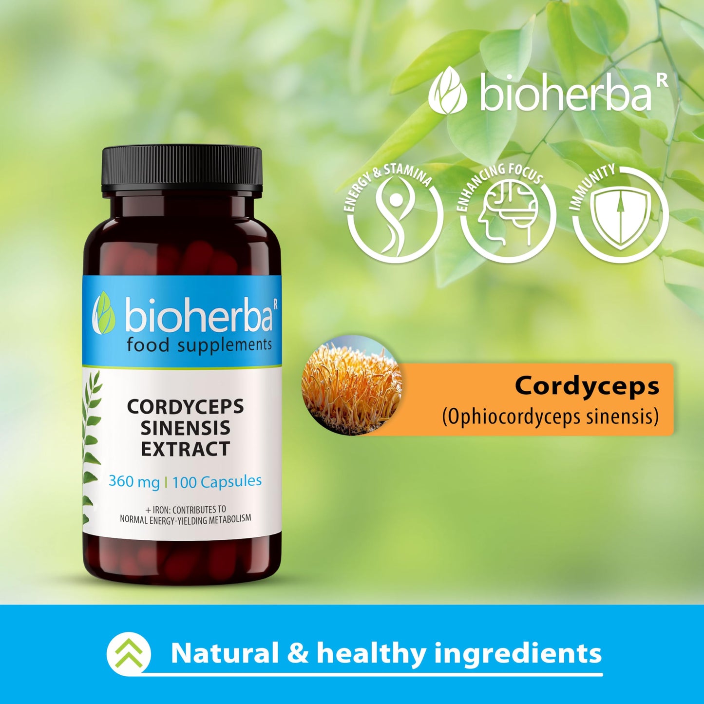 Cordyceps Mushroom Extract 360 mg 300 Capsules for Energy and Immune Support by BIOHERBA