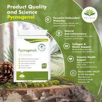Pycnogenol® French Maritime Pine Bark Extract - 60 Capsules | Providing Naturally Powerful Bioflavonoids | High Bioavailability Pycnogenol | Suitable for Vegans - Made in The UK by Hellenia