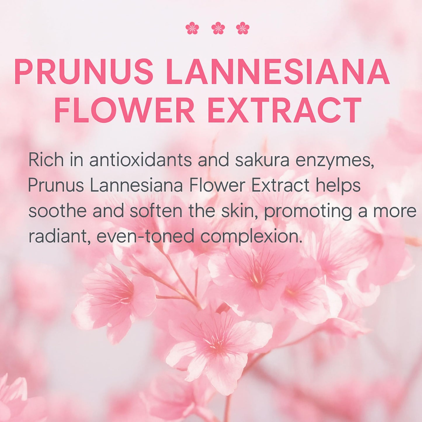 Prosperina Japanese Cherry Blossom Body Lotion – Radiant Glow Firming Moisturizer with Niacinamide & Vitamin C | Hydrating Body Cream for Dry Skin | Lightweight, Non-Sticky, Fast-Absorbing | Pump Bottle | 200ml