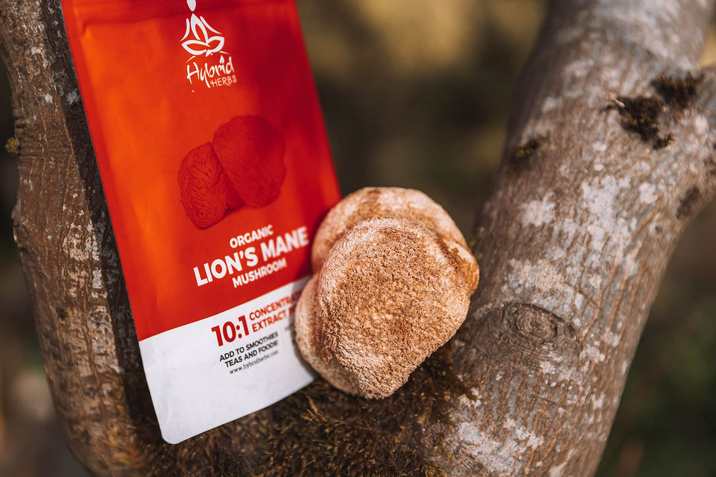 HYBRID HERBS – ORGANIC LIONS MANE MUSHROOM | 10:1 Extract Powder Lion’s Mane | Natural Nootropic Supplement for Focus, Concentration, Cognitive Brain Boost | Hericium Erinaceus | 56 Servings (56g)