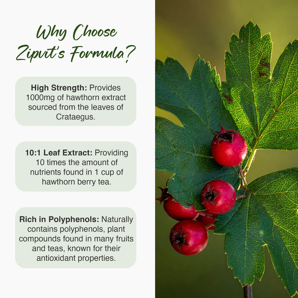 Zipvit Hawthorn Berry Leaf Tablets 1000mg, 90 Vegan Hawthorn Tablets 3 Month Supply