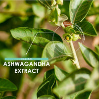 ALPHA01 Ashwagandha Extract 7500mg - 5% Withanolides (18.75mg) - 120 Vegan Capsules - Made with BioPerine® Black Pepper for Higher Bioavailability (4 Month Supply) by Alpha01