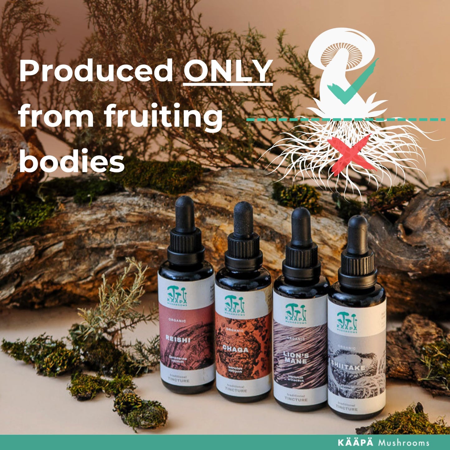 KAAPA Mushrooms KAAPA MUSHROOMS - Shiitake Mushroom Extract Tincture - Potent Ultrasonic Extraction | High Potency Mushroom Supplement for Immunity & Wellbeing | Grown in Finland - 50ml