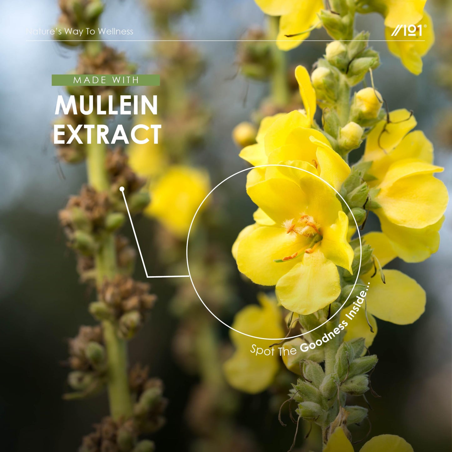 ALPHA01 Mullein Leaf Extract for Lungs 2000mg - 60ml - High Strength Liquid Mullein Leaf - Made in EU - Mullein Leaf Vegan Liquid Drops by Alpha01
