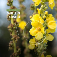 ALPHA01 Mullein Leaf Extract for Lungs 2000mg - 60ml - High Strength Liquid Mullein Leaf - Made in EU - Mullein Leaf Vegan Liquid Drops by Alpha01
