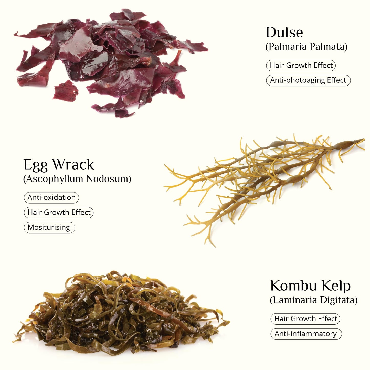 SEAWEED ORGANICS - Seaweed Skinfood face cream, Organic Scottish seaweeds, Organic rosehip, Vitamin E, Nourishing Day Cream, Submit Cosmetic Product Notification in the UK, 30g, DIANA DRUMMOND