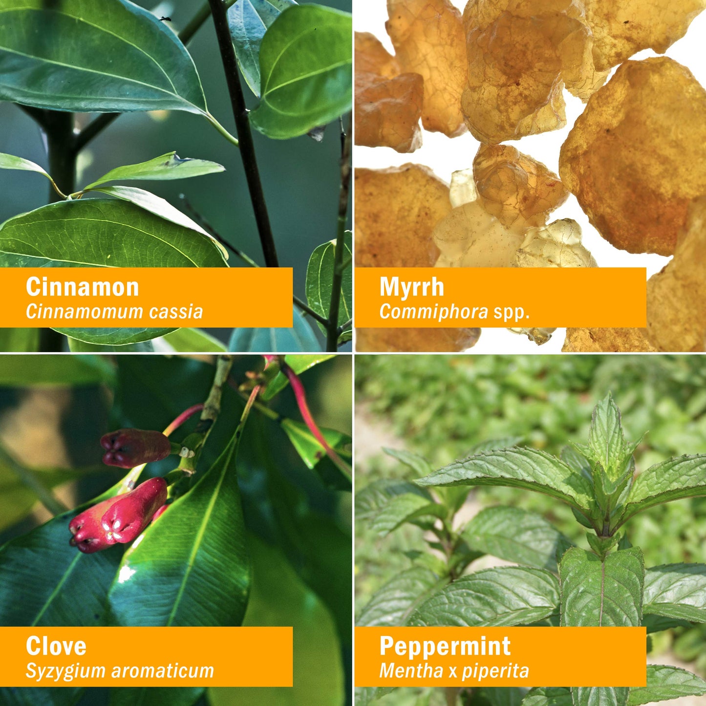 Herb Pharm Gum Guardian Herbal Mouthwash for Healthy Mouth and Gums - 4 Ounce