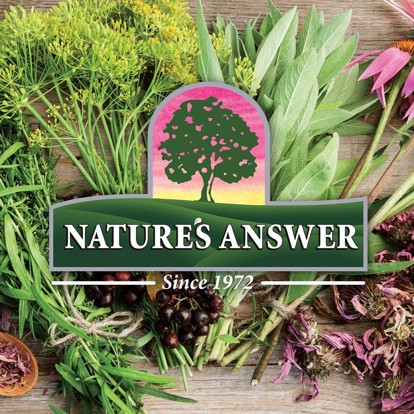 Nature's Answer, Sambucus (Black Elder), 2500mg, Alcohol Free, Vegan, 240ml, Lab-Tested, Gluten Free, Soy Free, Vegetarian, Non-GMO