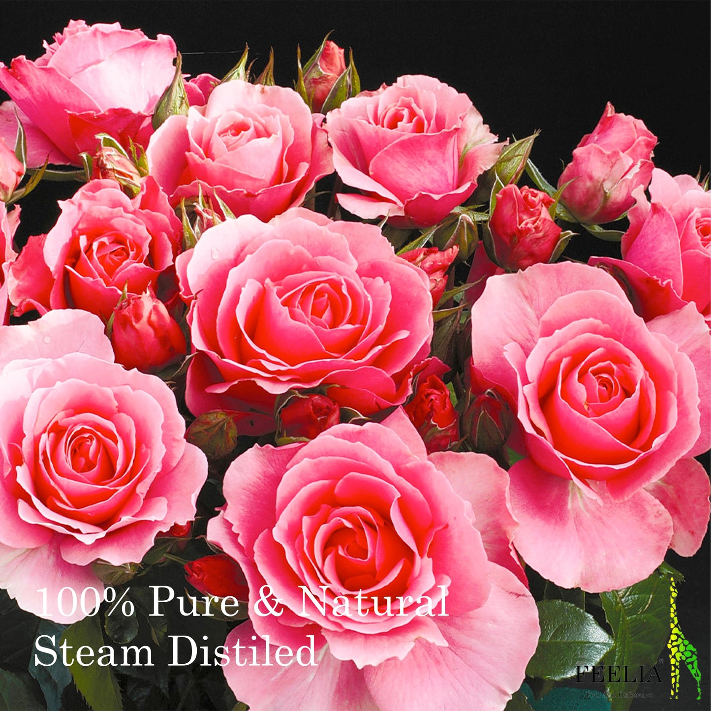 Feelia - Organic Damask Rose Hydrosol Water, Steam Distilled, Pure & Natural Toner, All Skin Types, Hydrates The Skin & Hair, Balances Skin pH & Moisturise (Rose)