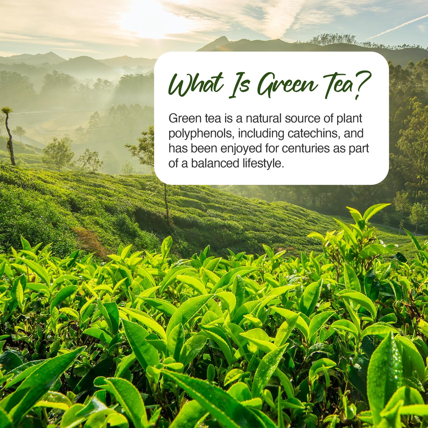 Zipvit Green Tea Extract 7000mg Antioxidant, 95% Polyphenols. 90 Vegan Green Tea Tablets. 3 Months Supply.