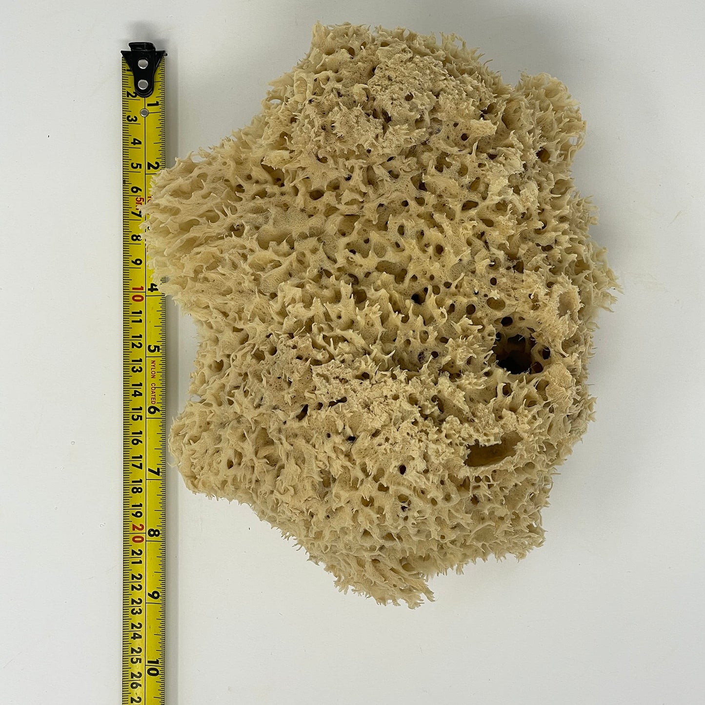 Ezo.Home XXL Sea Sponge Very Large 18-20cm Unbleached Honeycomb Natural Seasponge for Bath Use, for Baby, or Art use (XXL Size Minimum 18cm+) Whole Uncut