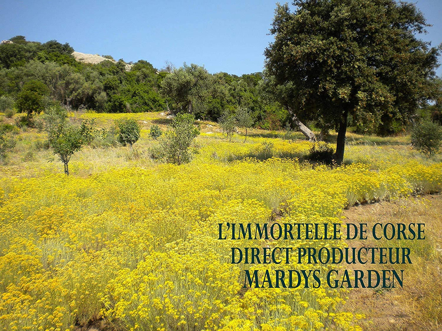 MARDYS GARDEN Immortelle Face Cream 50ml. Rejuvinating. Made from Precious Organic Flowers and Essentials Oils. Serum for Day. Hydrates & Revives