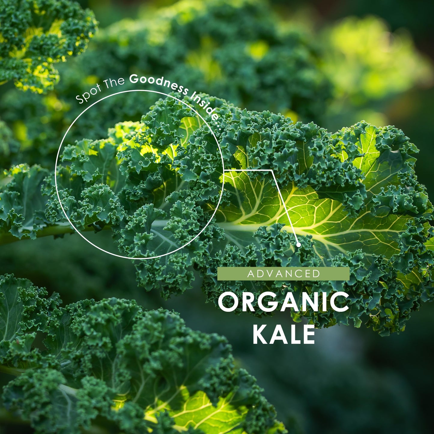 ALPHA01 Organic Kale 500mg – High Strength Brassica Oleracea Supplement – 90 Vegan Capsules (3 Month Supply) – Resealable and Recyclable Pouch – by Alpha01