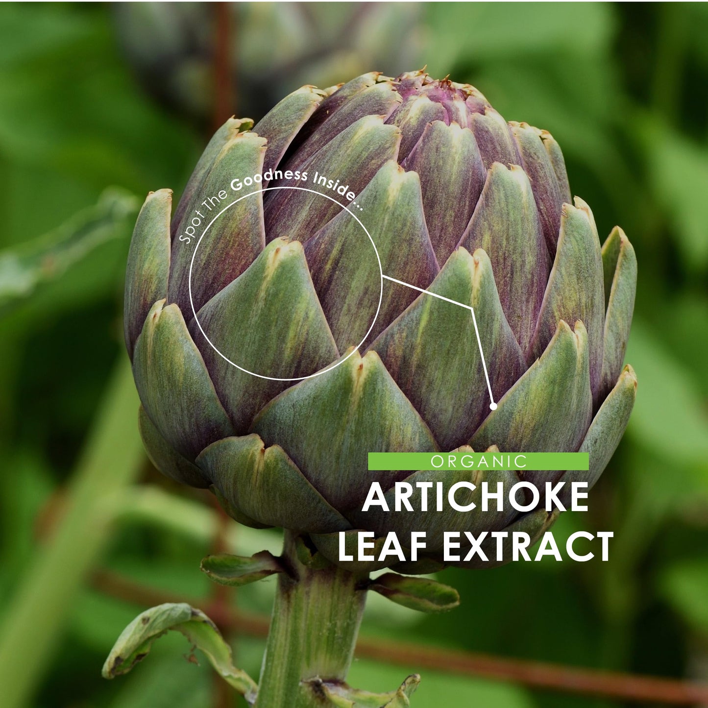 ALPHA01 Organic Artichoke Extract 7500mg - High Strength Cynara Scolymus Supplement - 90 Vegan Capsules (3 Months Supply) - Resealable and Recyclable Pouch - by Alpha01